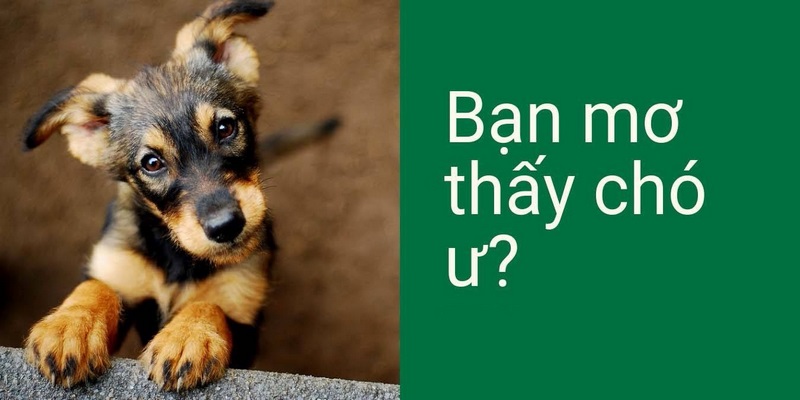 Mơ Thấy Chó Đánh Con Gì Để Nắm Chắc Cơ Hội Đổi Đời?