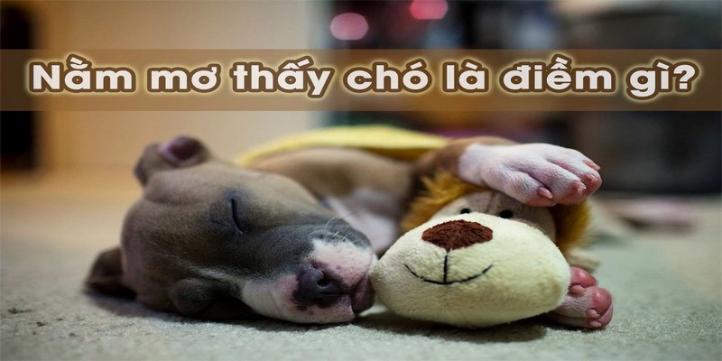 Mơ thấy chó đánh con gì để tăng cơ hội làm giàu?
