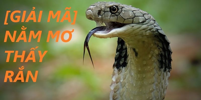 Mơ thấy rắn quấn quanh người