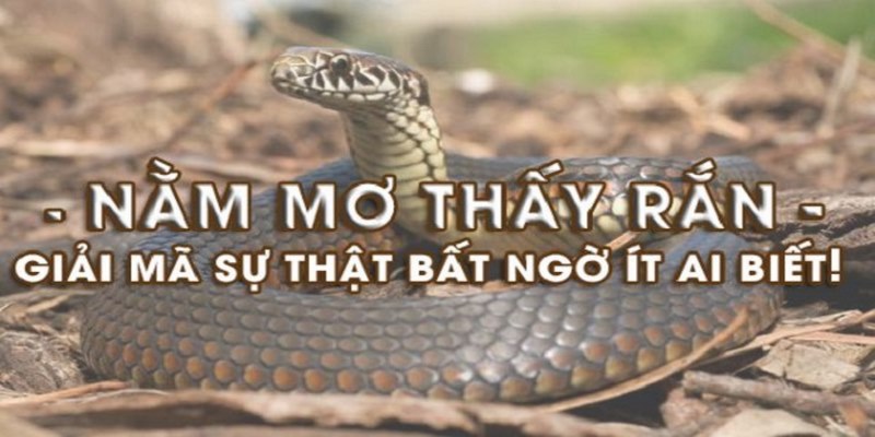 Ý nghĩa của giấc mơ thấy rắn