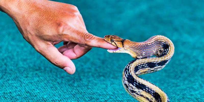 Mơ thấy rắn cắn là điềm báo tốt hay xấu với mọi người?