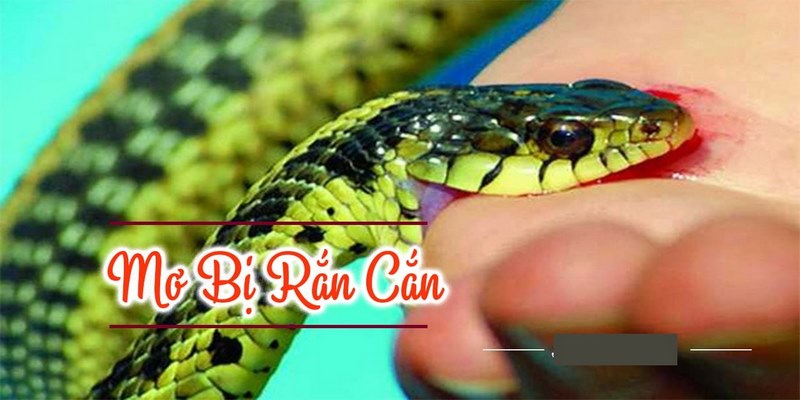 Ngủ mộng thấy rắn cắn rồi bỏ chạy
