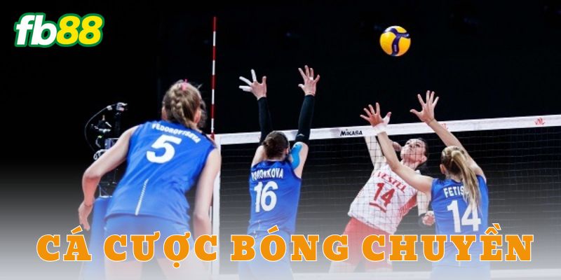 Cá cược bóng chuyền: Các loại kèo phổ biến