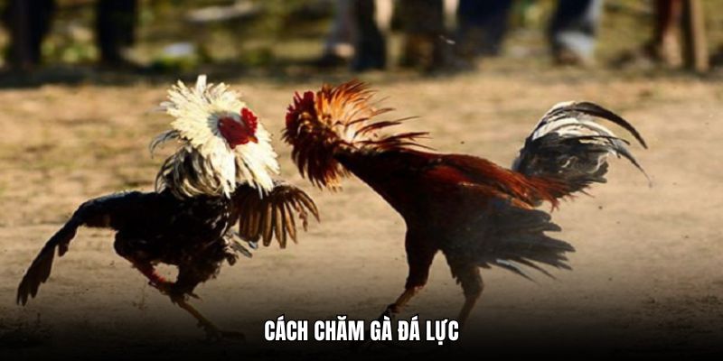 Cách Chăm Gà Đá Lực - Bí Quyết Thi Đấu Vững Vàng Thắng Lớn