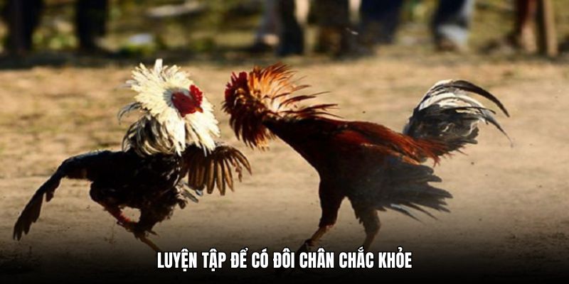 Luyện tập để có đôi chân chắc khỏe