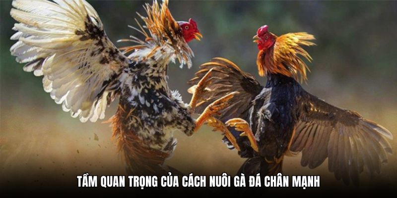 Tầm quan trọng của cách nuôi gà đá chân mạnh hiện nay