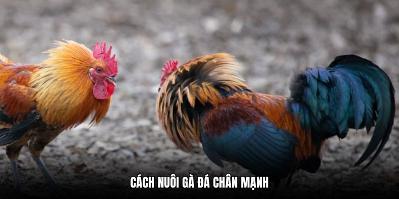 Cách Nuôi Gà Đá Chân Mạnh Cực Hiệu Quả, Dễ Thắng Cho Sư Kê