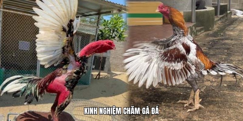 Kinh nghiệm chăm gà đá tập luyện