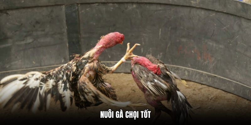 Nuôi Gà Chọi Tốt Phát Triển Toàn Diện, Trăm Trận Trăm Thắng