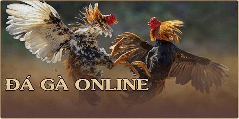 Tổng quan về trang trực tiếp đá gà Campuchia