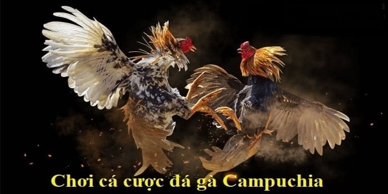 Cung cấp đa dạng hình thức đá gà Campuchia trực tiếp