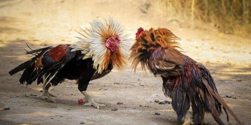 Đặt cược thả ga, rinh thưởng cực chất
