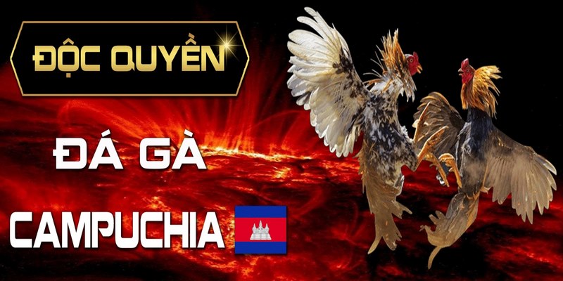 Tổng quan về trang đá gà Campuchia trực tiếp uy tín