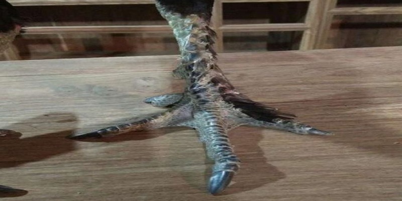 Chọn gà đá chuẩn theo thể lực và sức khỏe