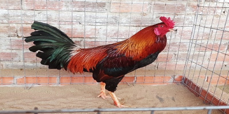 Cách Chọn Gà Đá Chuẩn Từ Kinh Nghiệm Của Chuyên Gia K8cc