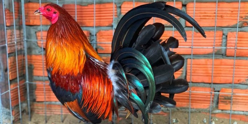 Cách chọn gà đá chuẩn theo giống