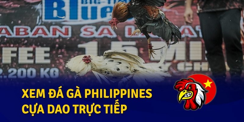 Đá Gà Philippines - Hình Thức Giải Trí Hấp Dẫn Hàng Đầu 2026
