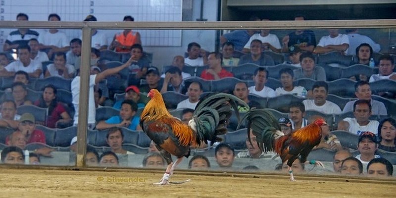 Lý do nên trải nghiệm đá gà Philippines tại K8cc